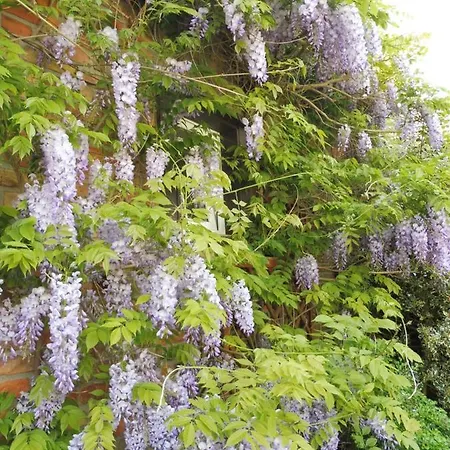 The Green House 3* Kołczewo